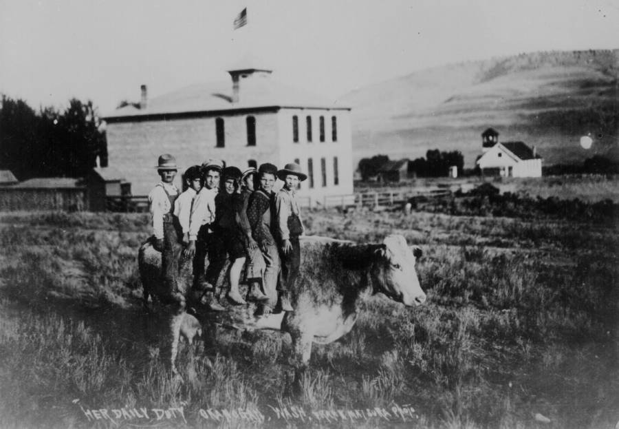 cow-takes-kids-to-school