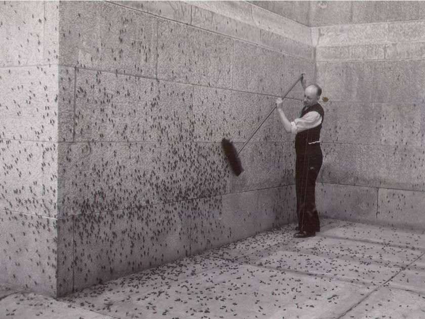 grasshoppers