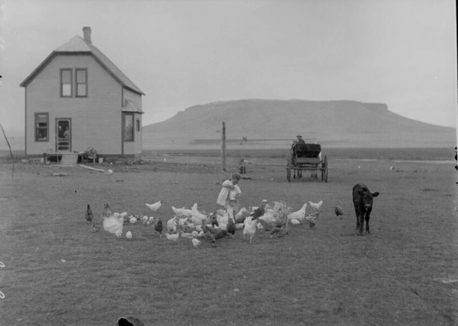 hanock-homestead-feeding-chickens