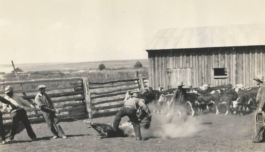 patten-livestock-co