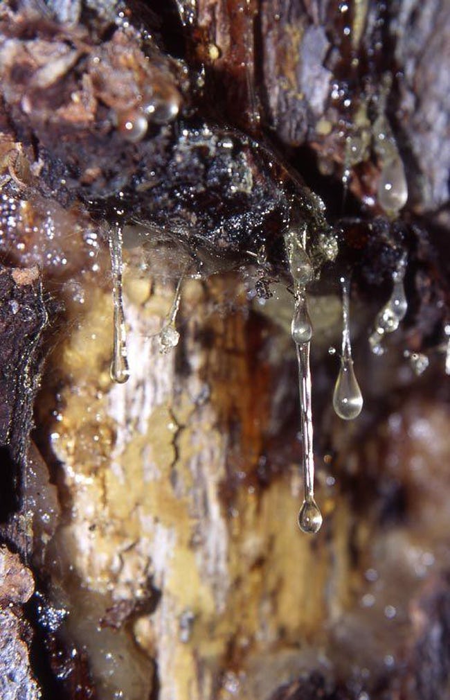 they-didn-and-_39_t-use-what-we-know-today-as-tar-they-used-pine-tar-or-pitch-photo-u1