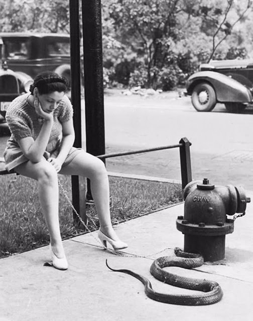 zorita-walking-her-snake-2